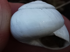 Sphincterochila candidissima