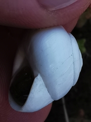 Sphincterochila candidissima