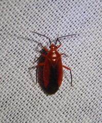 Coccobaphes frontifer