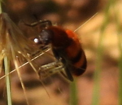 Trichodes bibalteatus
