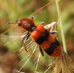 Trichodes bibalteatus
