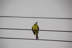 Tyrannus melancholicus