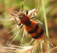 Trichodes bibalteatus