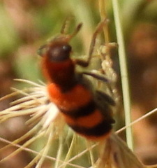 Trichodes bibalteatus