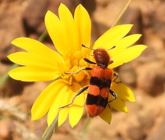 Trichodes bibalteatus