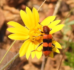 Trichodes bibalteatus