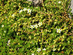 Arenaria serpens