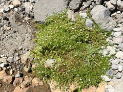 Arenaria serpens
