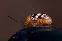 Cryptocephalus fulguratus