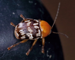 Cryptocephalus fulguratus