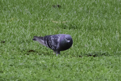 Columba livia domestica