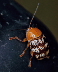 Cryptocephalus fulguratus