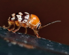 Cryptocephalus fulguratus