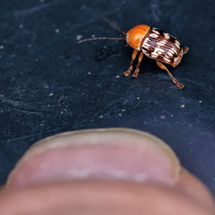 Cryptocephalus fulguratus