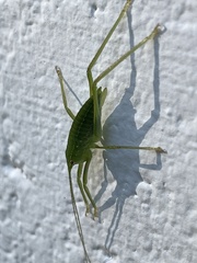 Pterophylla camellifolia