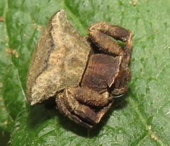 Thomisus scrupeus
