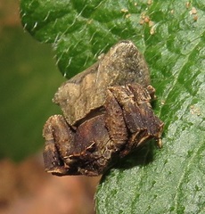 Thomisus scrupeus