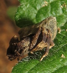 Thomisus scrupeus