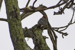 Melanerpes rubricapillus