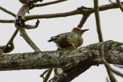 Melanerpes rubricapillus