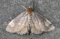 Evergestis unimacula