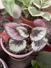 Begonia rex-cultorum