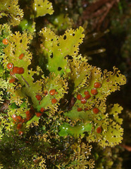 Pseudocyphellaria multifida