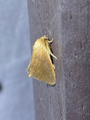 Tortricidia testacea