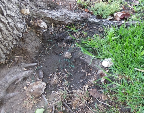 photo of Fungi Including Lichens (Fungi)