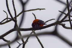 Ramphocelus dimidiatus