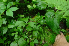 Ranunculus hispidus caricetorum