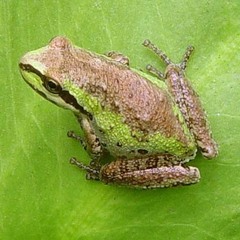 Pseudacris hypochondriaca