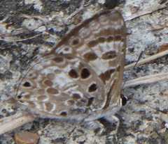 Niphanda asialis