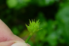 Ranunculus hispidus caricetorum