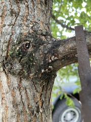 Eriococcus spurius