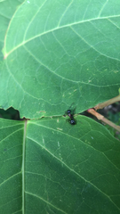 Camponotus novaeboracensis