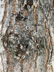 Eriococcus spurius