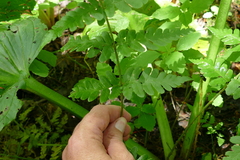 Dryopteris clintoniana