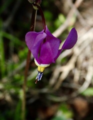 Primula pauciflora pauciflora