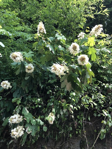 Oakleaf hydrangea (Hydrangea quercifolia)
