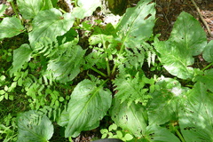 Dryopteris clintoniana
