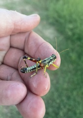 Dendrotettix quercus