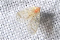 Saccharodite chrysonoe