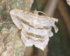 Chiasmia rectistriaria