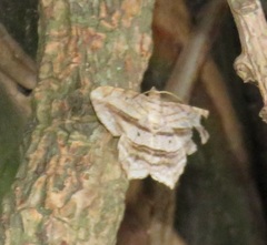 Chiasmia rectistriaria