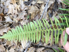 Polystichum imbricans