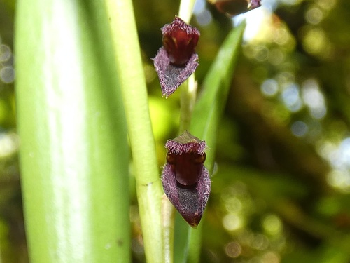 Stelis segoviensis, photograph 5