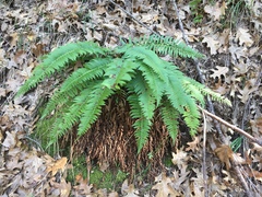 Polystichum imbricans
