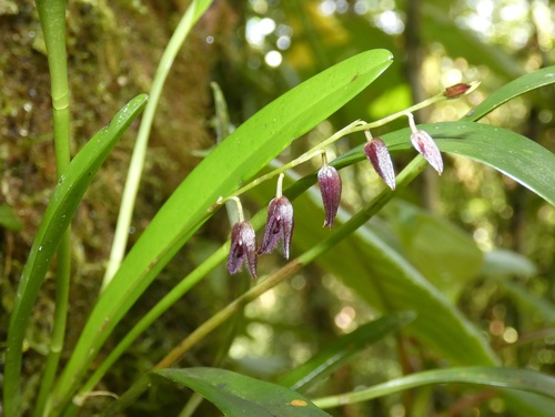 Stelis segoviensis, photograph 3