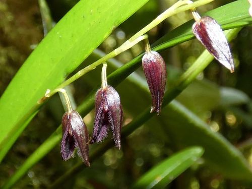Stelis segoviensis, photograph 4